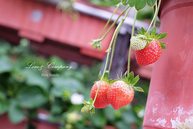 內湖草莓園48