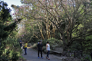 Magnificent Magnolia - SF Botanical Garden 2 Magnolia Springeri people