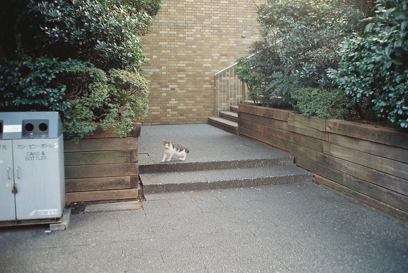 Leica Ⅲf＋Canon serenar 35mm f2 8 Lomography Color Negative 100東池袋中央公園の猫 キジ白