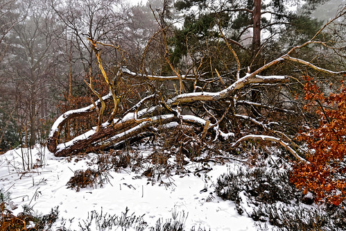 tree leaves bark snow mist grass foliage colours winter thaw 1000v40f