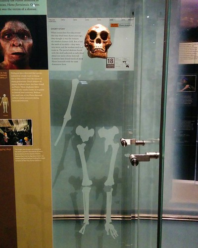 Skull, Homo floresiensis #newyork #newyorkcity #manhattan #amnh #hominid #human #primate #skull #homofloresiensis #americanmuseumofnaturalhistory #latergram