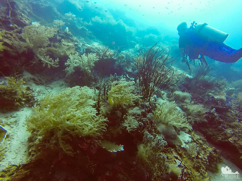 Ellisella sea whips and Nephtheidae corals