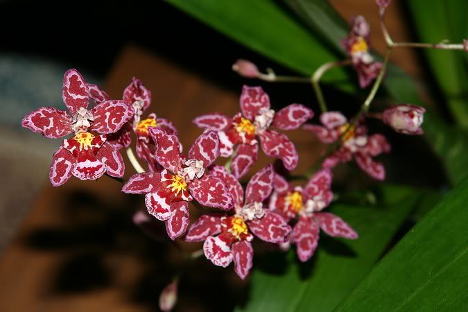Les orchidées chez Sougriwa - Page 3 39109047644_758b76070e_b