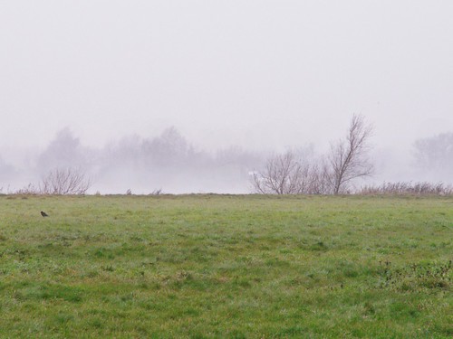 lake local mist autumn weather grass