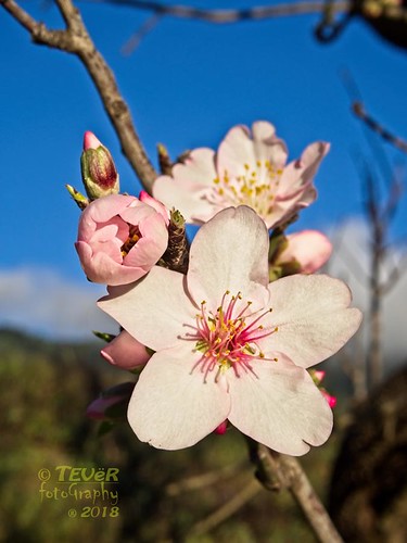 Flor-de-Almendro