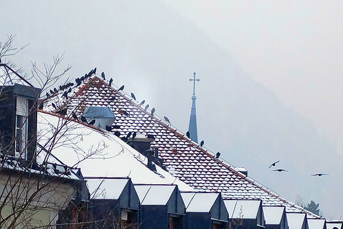 winter badreichenhall earlymorning roofs chimneys birds bergdohlen snow fog