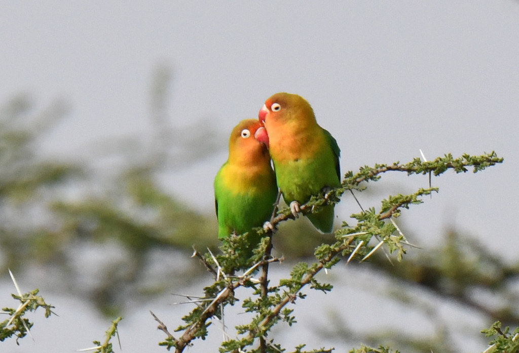 Fisher's lovebirds
