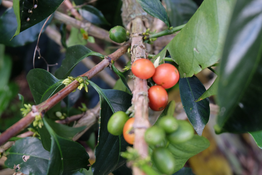 Popular Coffee Varieties: Origin & Characteristics - Helena Coffee Vietnam