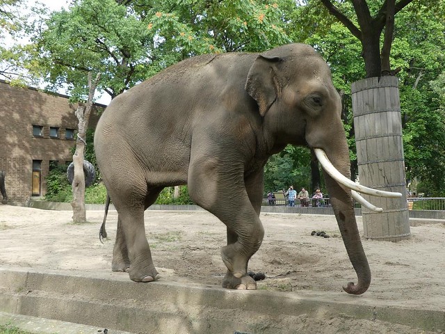 Asiatischer Elefant, Zoo Berlin