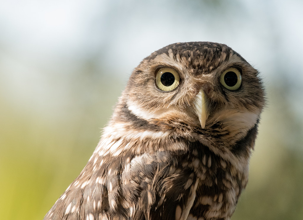 Burrowing Owl_3