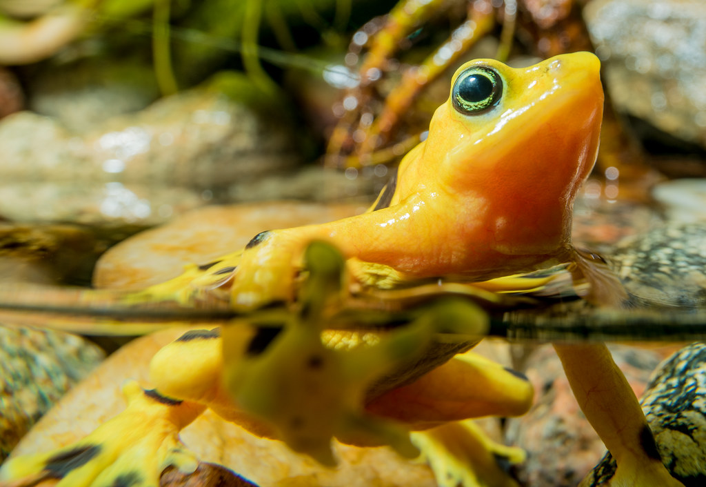 Panamanian Golden Frog_5