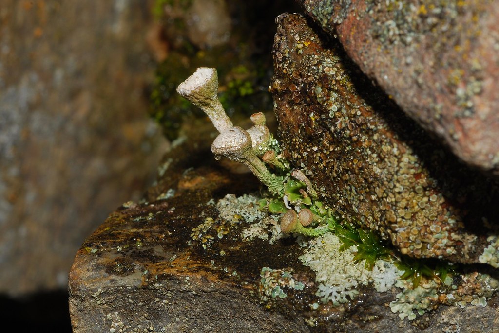 Pixie-cup lichen
