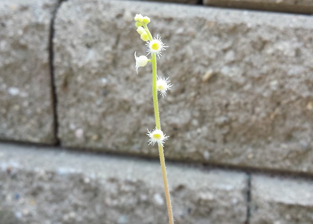 closeup of the top of a narrow stem, with four white star-shaped flowers and six buds