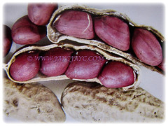 Pods of Arachis hypogaea(Groundnut, Peanut, Earthnut, Monkey Nut, Kachang Goreng/Tanah in Malay) with 4 seeds covered in a reddish-brown papery membrane, 10 Jan 2018