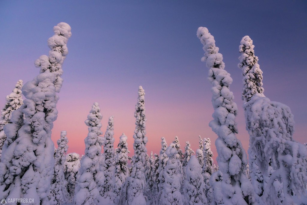 Tree tops - Lapland