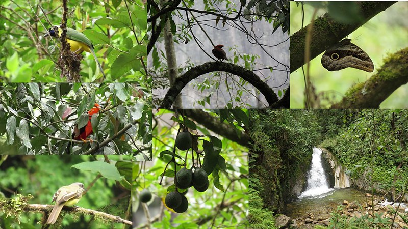 Día 12 - La Selva de MACHU PICCHU (Jardines y Catarata de Mandor) - Sur de Perú (de Lima a MachuPicchu) + Cordillera Blanca + Amazonas - 2017 (3)
