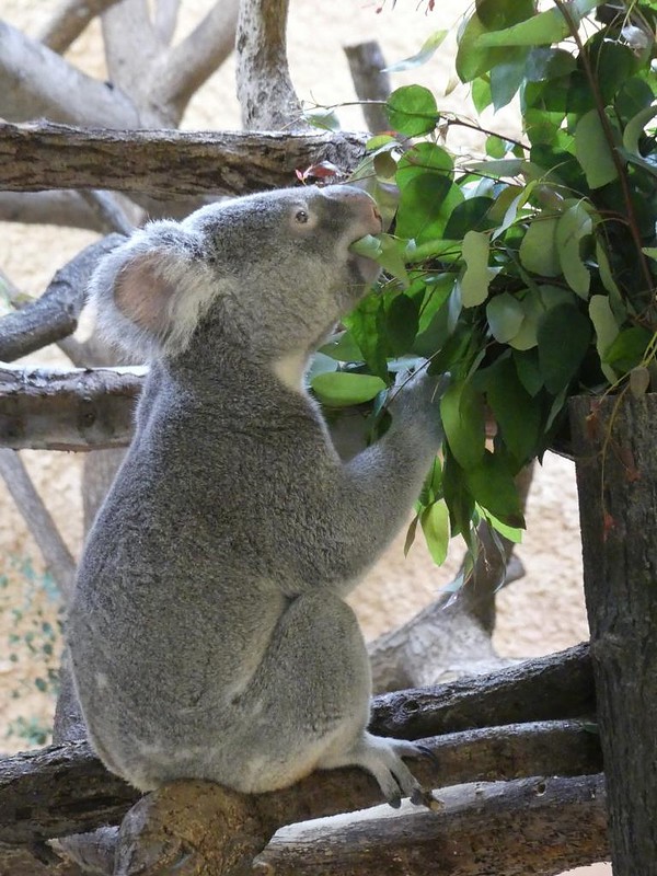 Koala, Zoo Dresden