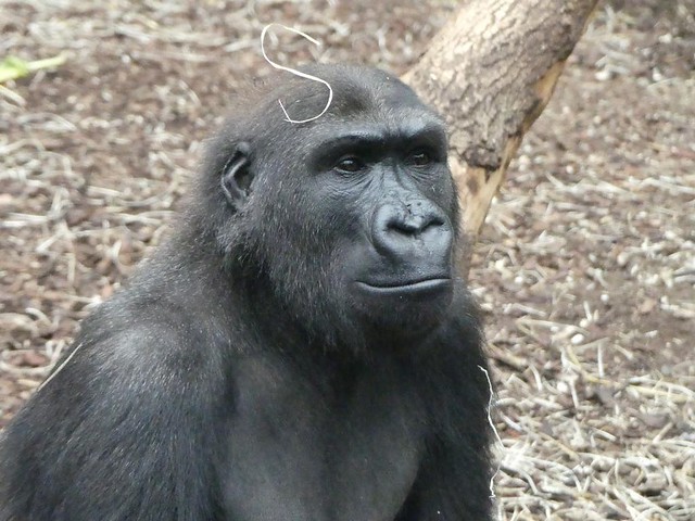 Gorilla Quembo, Zoo Frankfurt