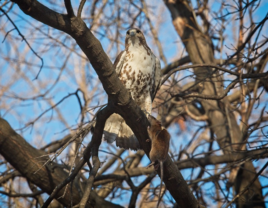 Immature red-tail with a rat