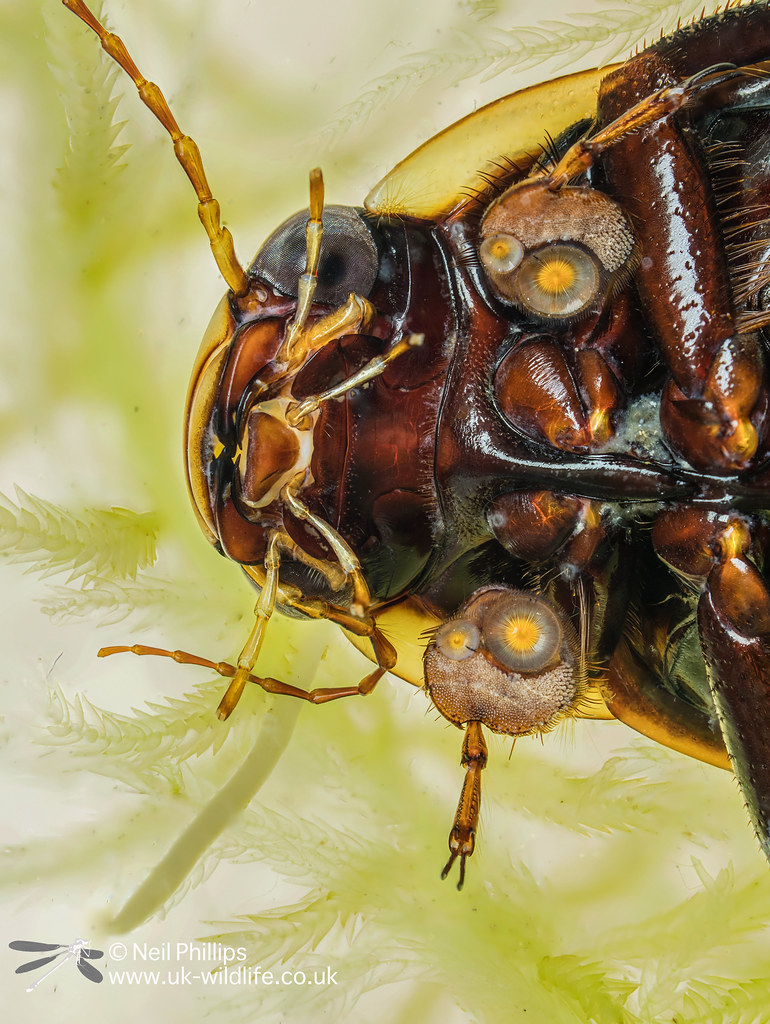 Black belly great diving beetle