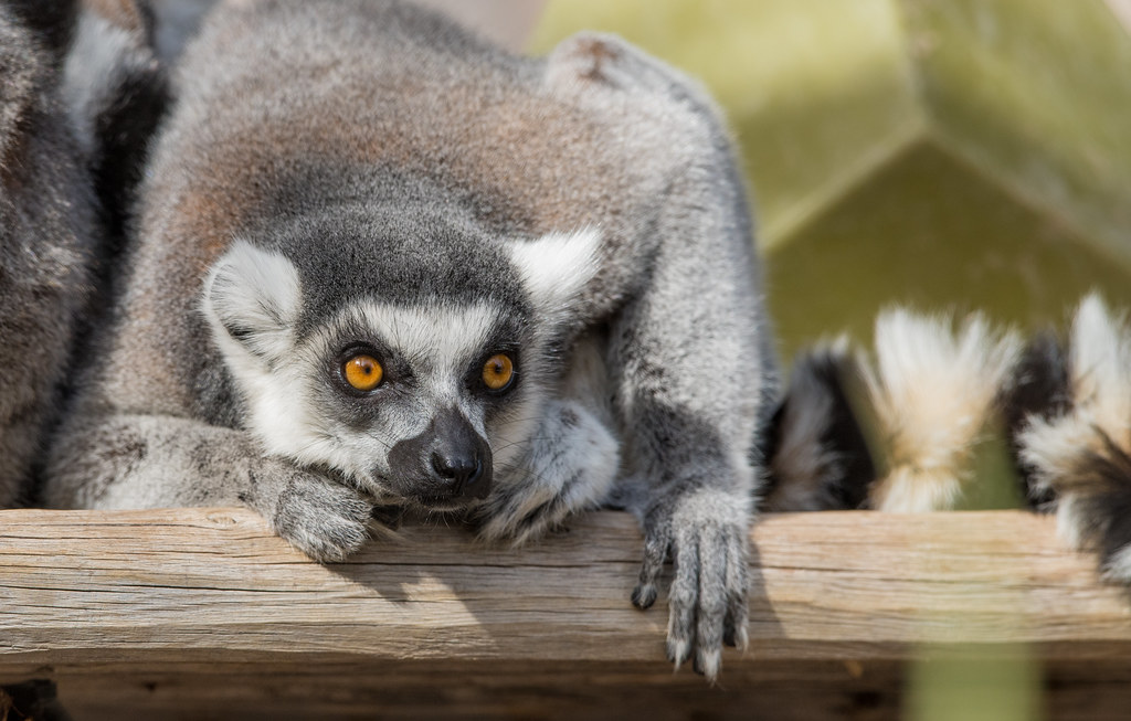Ring Tailed Lemur_2