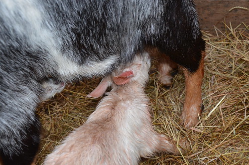 goat babies Feb 18 (5)