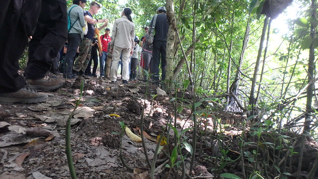 Restore Ubin Mangroves (R.U.M.) Initiative