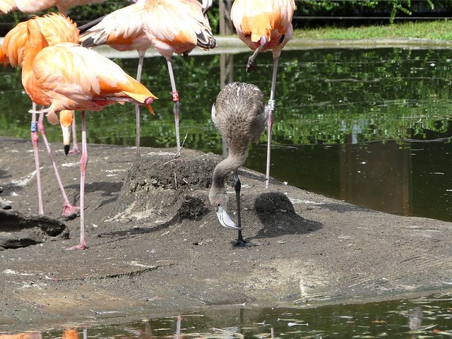 Kuba-Flamingo, Zoo Dresden