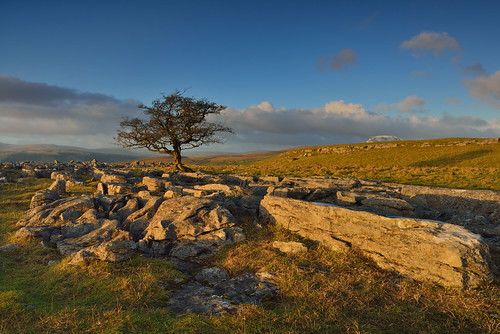 sunset loner light goldenhour warm lastlight thewinskilltree alone hawthorn tree thelimestonetree winskillstones winskill stones scar dales national park solitarytree lone solitary limestone pavement grikes clints sky clouds northyorkshire yorkshire limestonepavement lonetree bleak stark fell rock rocks gnarled gnarly 3peaks yorkshire3peaks penyghent snow whernside ingleborough landscape cloud yorkshiredalesnationalpark fields grass moors moorland moor langcliffe imagestwiston classicdales autumn godsowncountry ribblesdale farm farmland wideangle wide angle dusk goldenlight