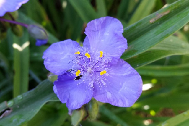 purple flower that usually has three petals, but with four