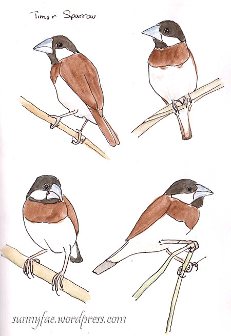 timor sparrow sketch
