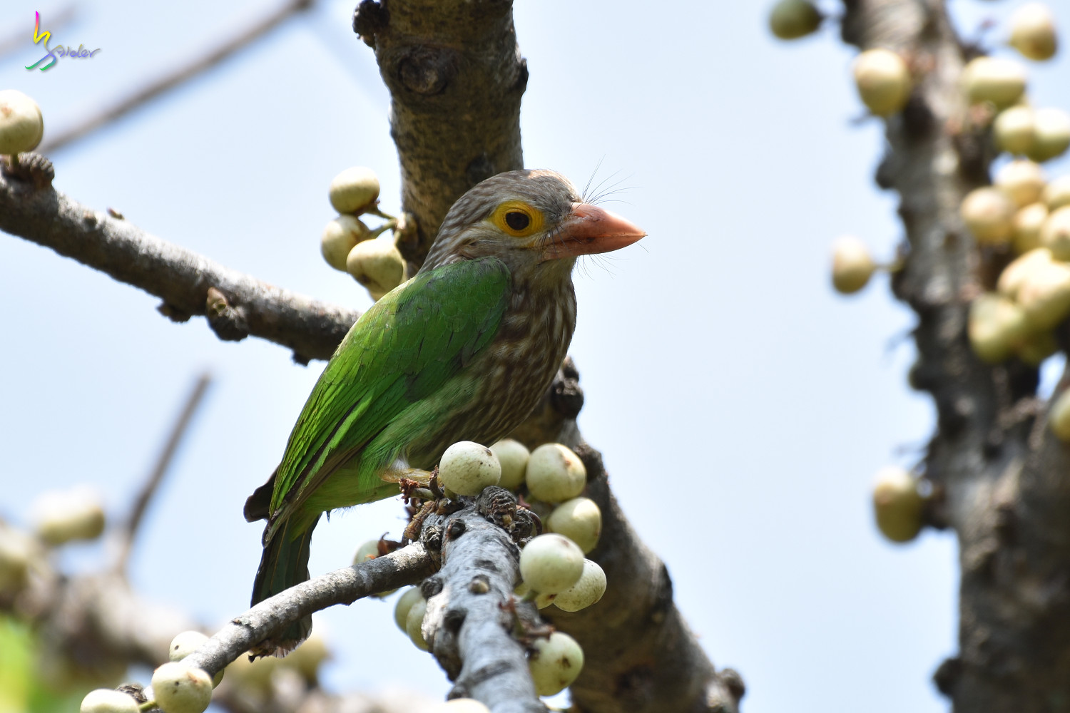 Lineated_Barbet_2957