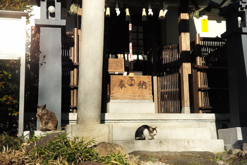 Leica M TYP240+Jupiter8 50mm f2.0池袋駅前公園の猫。灰猫舌出し&キジ白