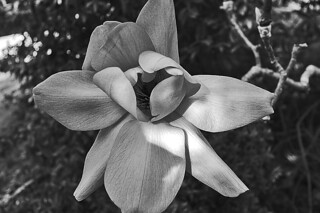 Magnificent Magnolia - SF Botanical Garden 1 Magnolia campbelli darjeeling flower bw