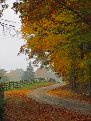 autumn fall season trees leaves color colour transformation woods forest road lane dirt ruts farm rural country rustic bucolic agriculture evergreen fence splitrail peaceful log limb branch south southern charlottecourthouse charlottecounty virginia landscape scenic scenery