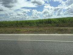 64 - Zuckerrohrfelder auf dem Weg nach Punta Cana / Sugar cane fields near Punta Cana