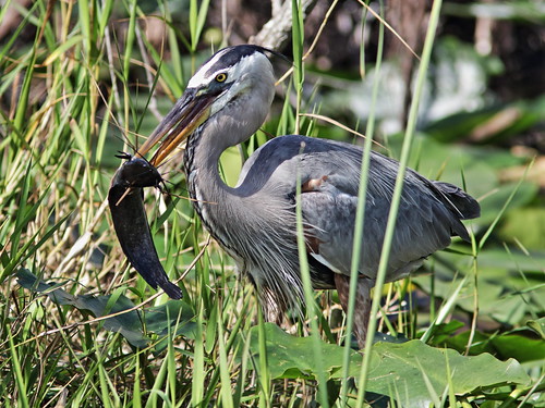 Great Blue Heron with Walking Catfish 001-20180209