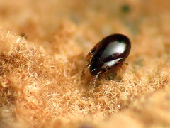 Tiny Mite