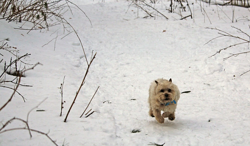 vermont winter snow nature outdoors animals dogs cairnterriers pets