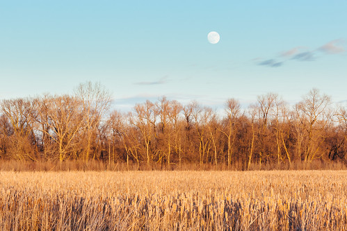 nature trees landscape moon sky marsh sunset wisconsin midwest canoneos5dmarkiii canon135mmf2lusm