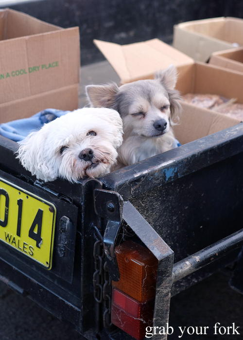 Dogs at Southside Farmers Market in Canberra