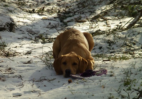 dog puppy labrador pet snow woods pounce