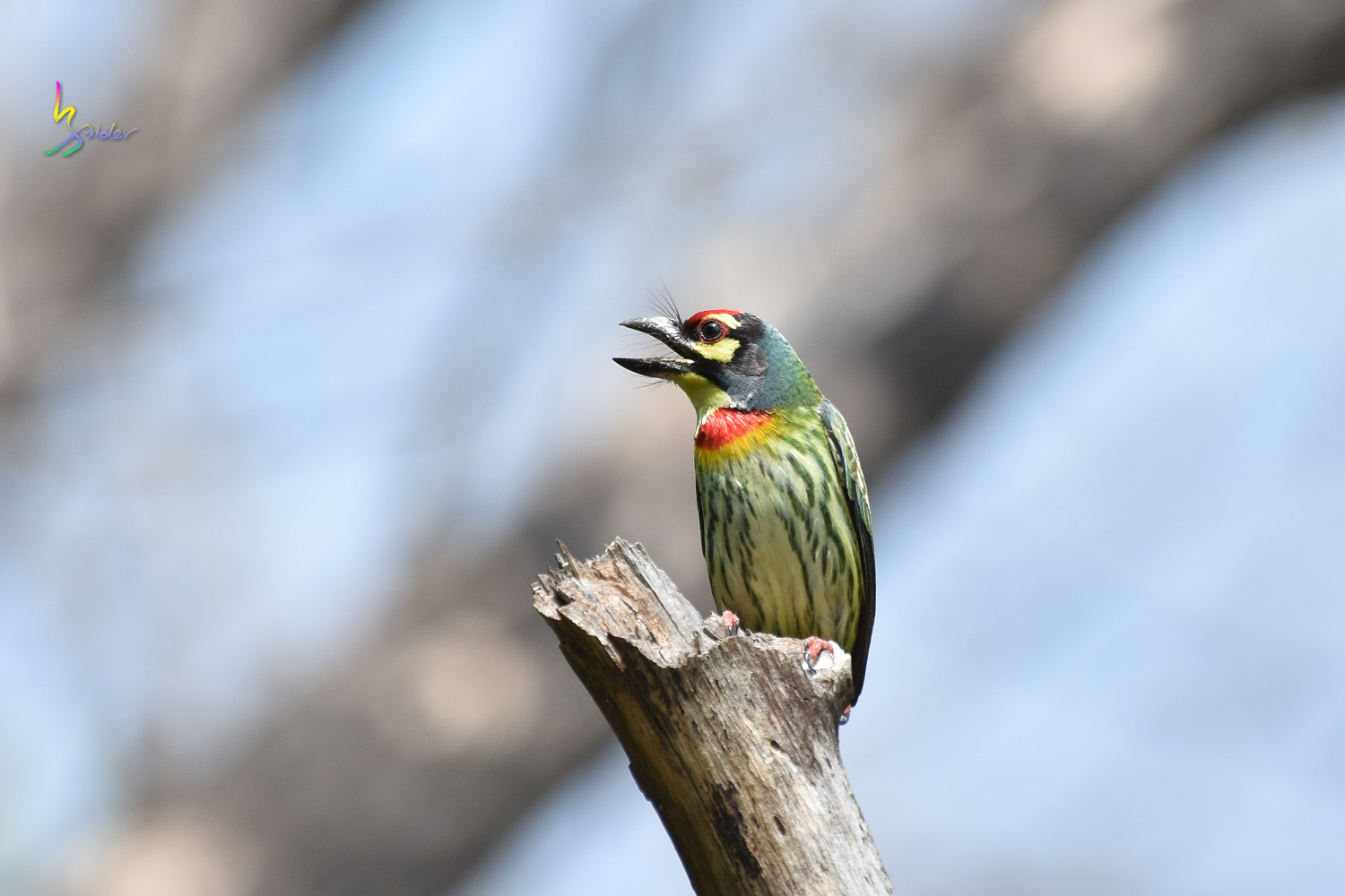 Coppersmith_Barbet_0356