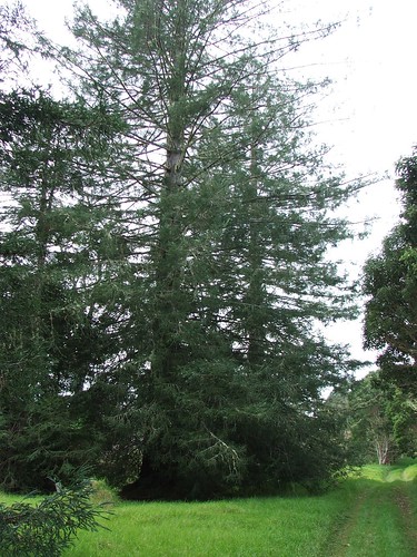 sequoia sequoiasempervirens taxodiaceae