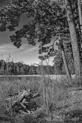 bw blackwhite blackandwhite forest lake landscape monochrome nationalforest pine ratclifflake stump trees kennard texas unitedstates us