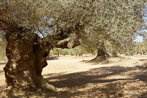 olivo olivas olive olives olivosmilenarios millenaryolivetrees aceite oil aceitevirgen virginoliveoil canetloroig castellón mediterraneo mediterraneansea naturaleza nature natura natureza vitofonte
