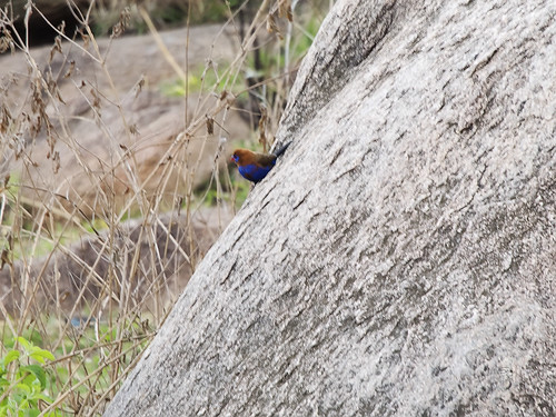 tanzania2017 africa tanzania nserengeti waxbillsalliesestrildidae passeriformesperchingbirds birds flickr mararegion