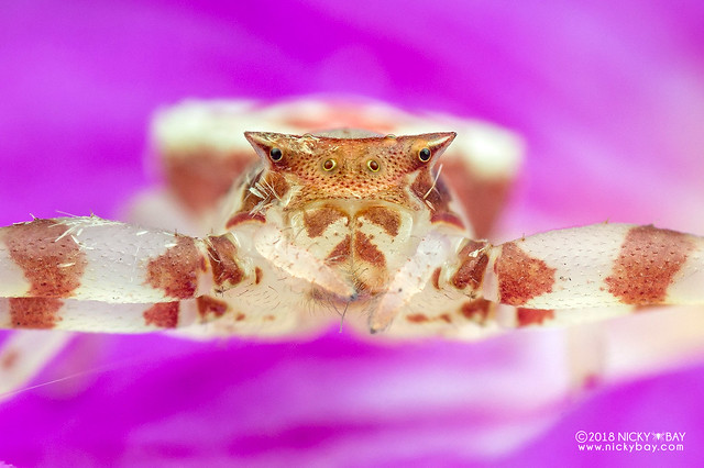 Orchid crab spider (Thomisus sp.) - DSC_0277b