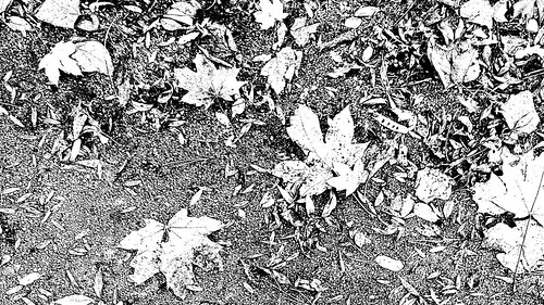 bw blackandwhite mono monochrome photography photo fall autumn beautiful art park view nature buy this travel traveling traveler travels travelers tourist tour tourism follow comment like subscribe