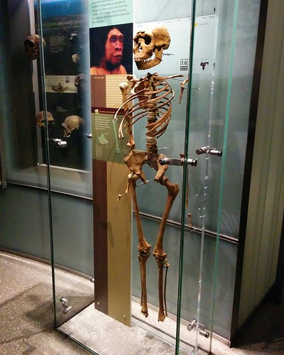 Turkana Boy #newyork #newyorkcity #manhattan #amnh #skeleton #bone #skull #human #hominid #primate #homoerectus #turkanaboy #americanmuseumofnaturalhistory #latergram